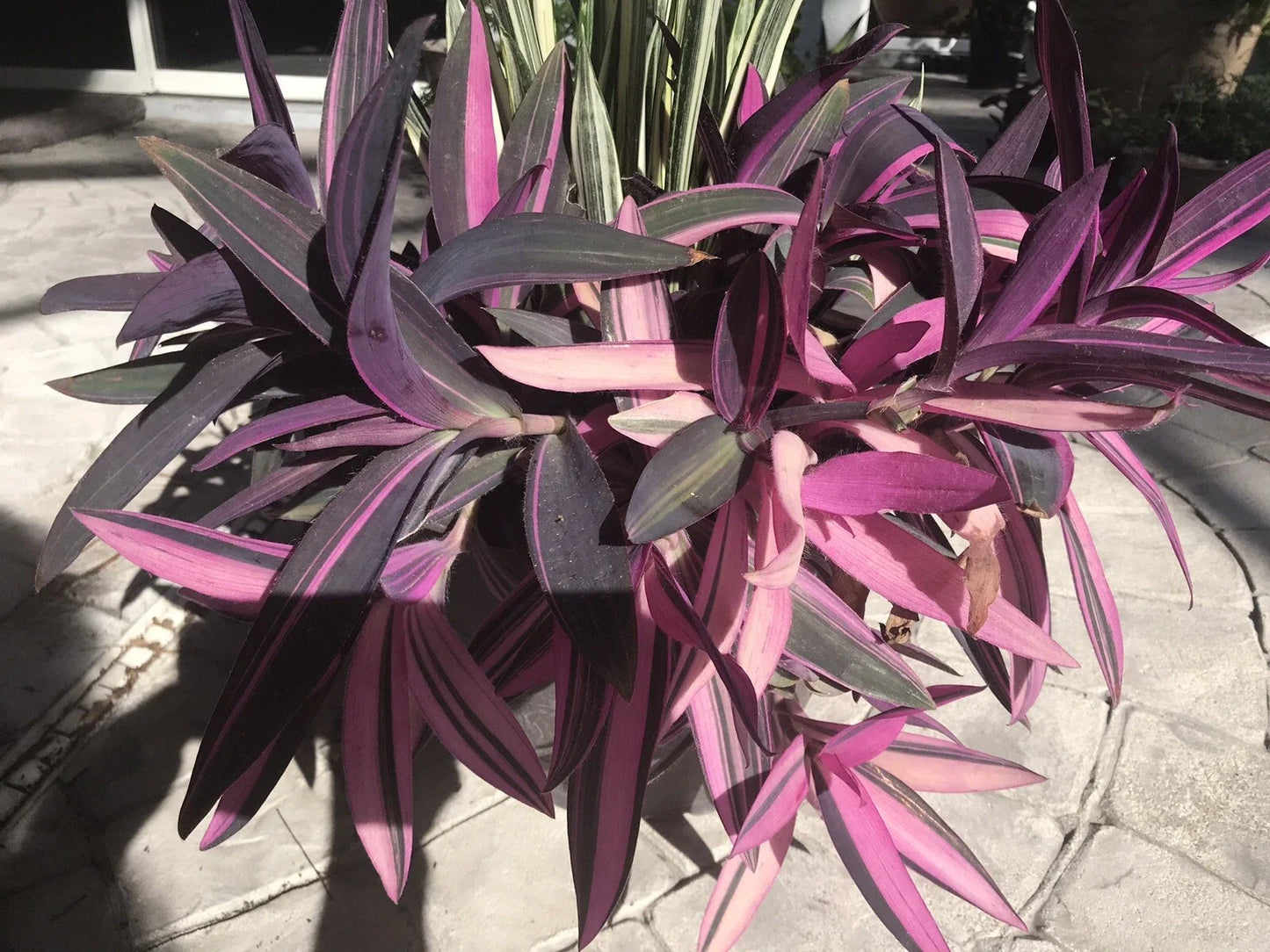 Wandering Jew Plant Cuttings 3-6" Pink Purple Stripes Tradescantia zebrina Rare Indoor Outdoor