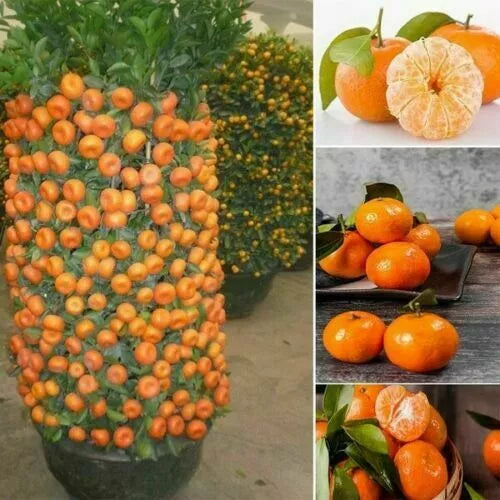 Dwarf Orange Bonsai Tree Seeds - Citrus reticulata - Miniature Fruit Tree for Indoor Gardening & Outdoor Use