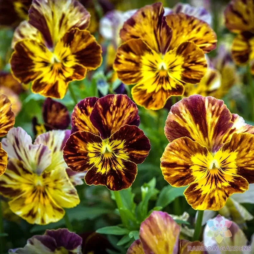 Pansy Seeds - Brush Strokes Variety - Viola tricolor - 200+ Premium Seeds for Garden, Containers & Borders