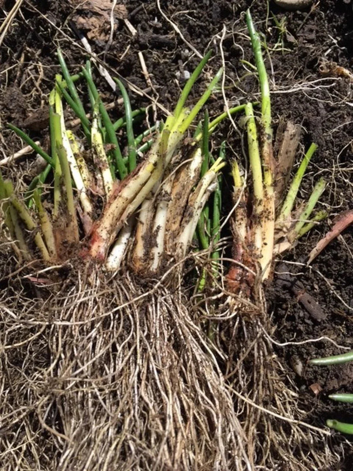 Organic Chives Bulbs - 100+ Deer Resistant Purple Flower Herb Allium Schoenoprasum from Vermont Raised Beds