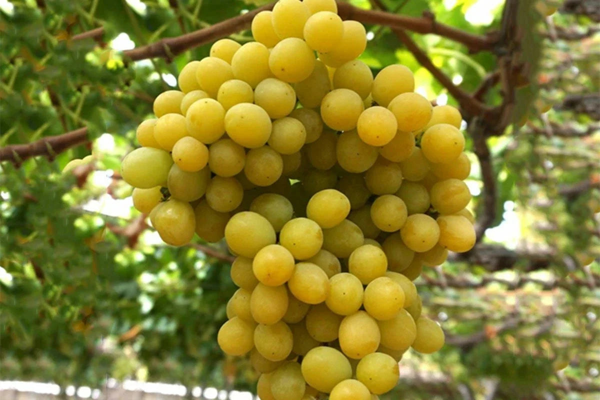 Cotton Candy Grape Cuttings - 4 Rooting Grafting Vitis vinifera Deciduous Vine for Home Garden