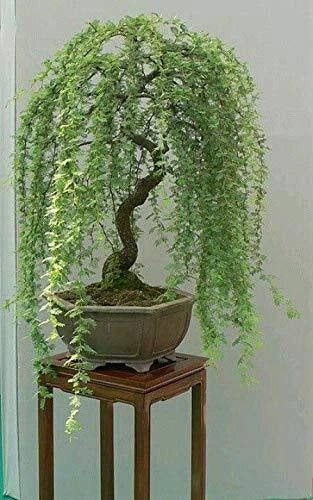 Weeping Willow Bonsai Cutting - Dwarf Salix babylonica with Thick Trunk for Indoor Outdoor Garden