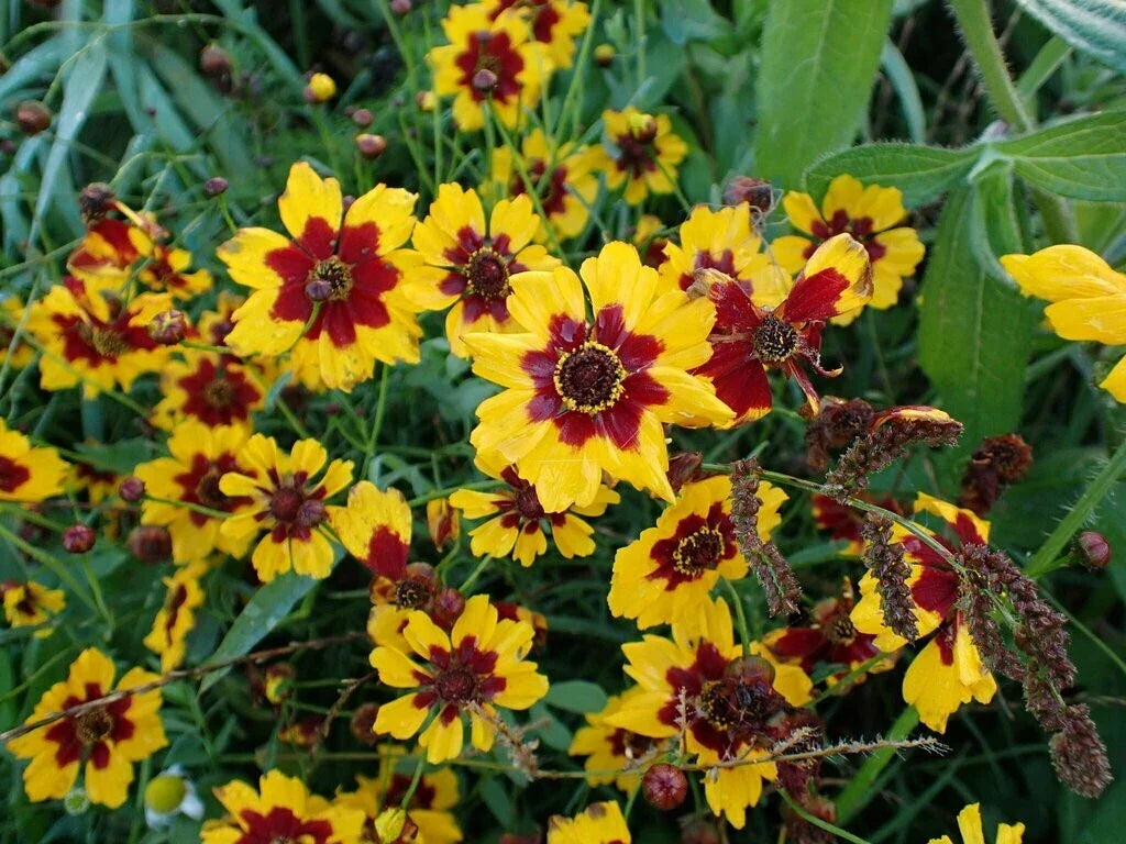 Coreopsis Seeds Plains Variety Bulk Pack - Non-GMO, Easy to Grow, Attracts Pollinators