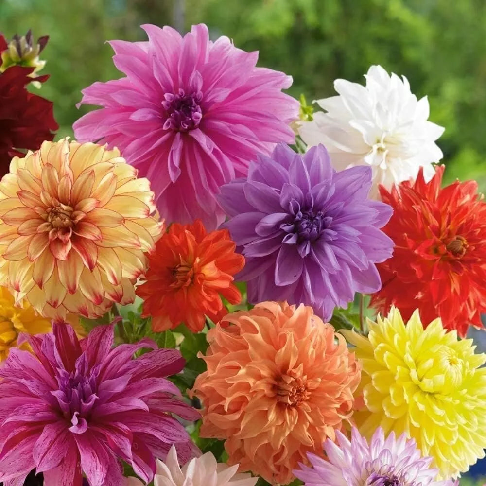 Mixed Dinnerplate Dahlia Bulbs - Assorted Colors - Large Tubers - Dahlia pinnata