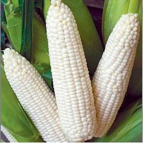 Heirloom Trucker's Favorite White Corn Seeds - 25 Ct - Non-GMO, USA Grown
