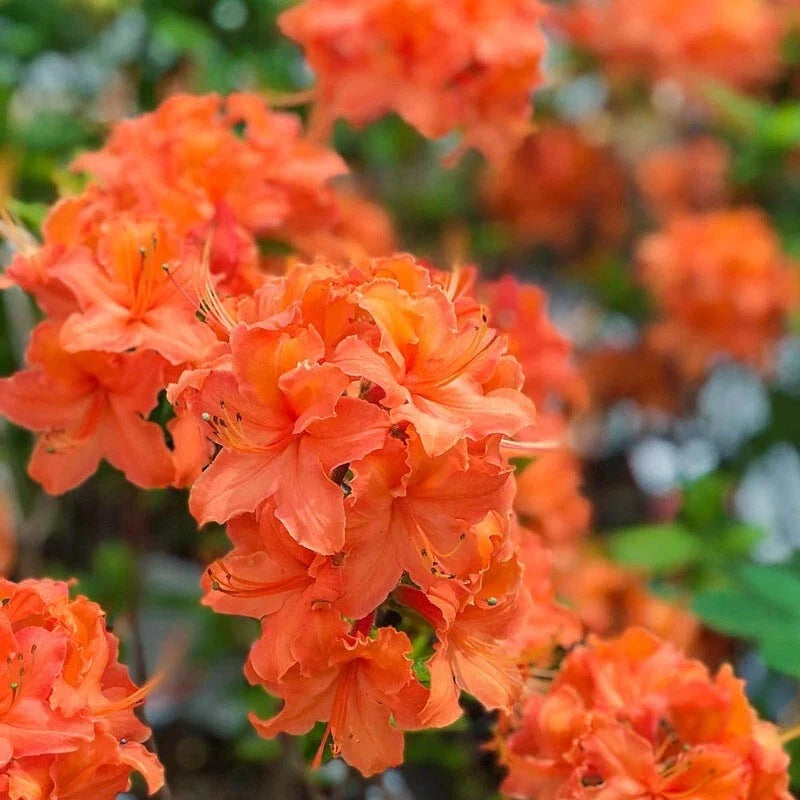 Mandarin Azalea Rhododendron Hybrid Starter Plant – Vibrant Orange Flowers, Compact Bush, 4-Inch Pot