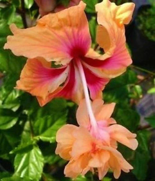 Peach Lion's Tail Tropical Hibiscus Plant - Well Rooted Pom Pom Poodle - Garden or Indoor Plant - Hibiscus rosa-sinensis