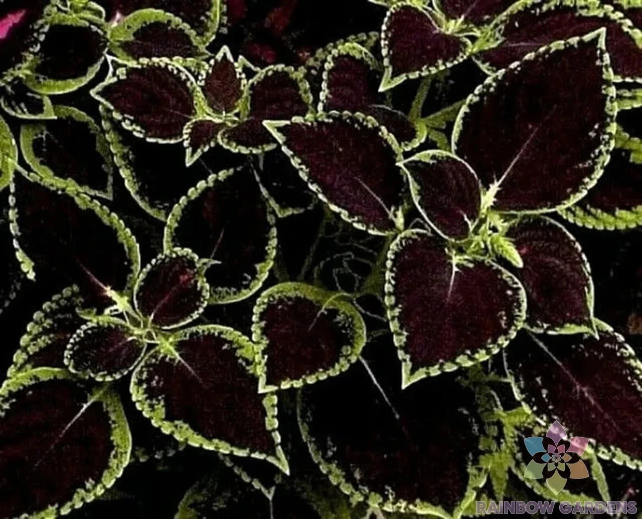 Coleus Seeds - Green Tipped Black Variety - Coleus blumei - Garden Planting, Foliage, Annual, Seeds Pack