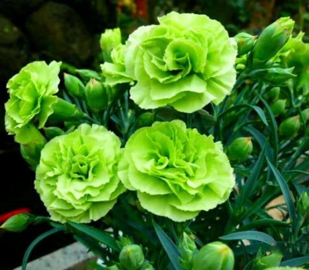 Bright Green Carnation Seeds - 100 Count Dianthus caryophyllus Perennial Flower Seeds for Borders & Garden Beds