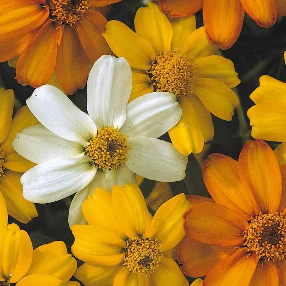 Starbright Mix Zinnia Seeds - 100+ Pack for Garden Planting, Vibrant Colors, Annual, Zinnia elegans, Easy to Grow