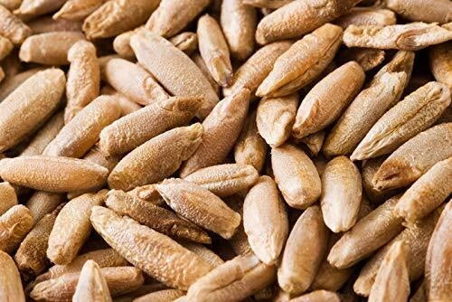 Rye Berries 4 Pounds Whole Grain Secale cereale High Fiber Iron Bulk Food