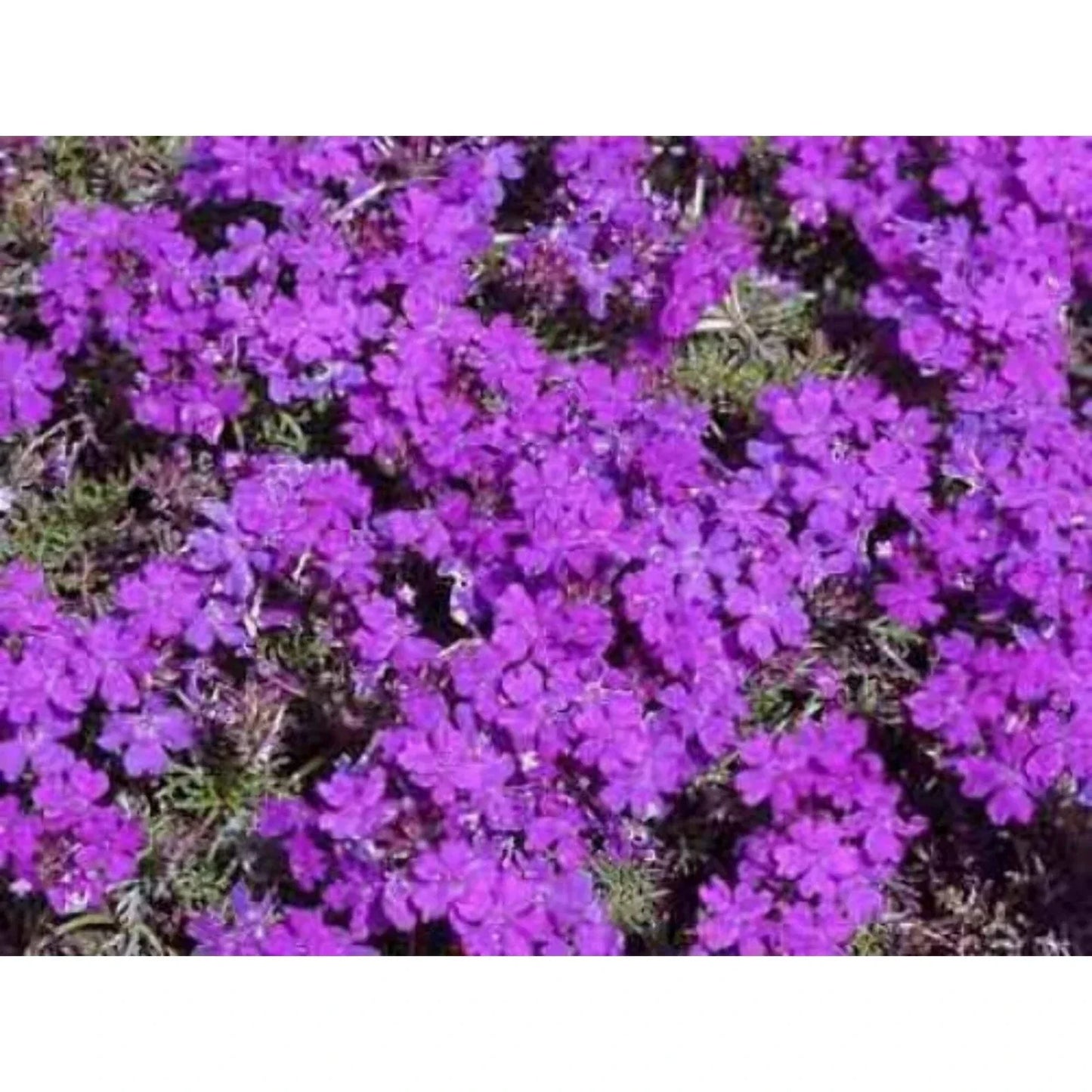 Moss Verbena Seeds - 100 Fresh Verbena tenuisecta Seeds for Garden, Containers & Borders