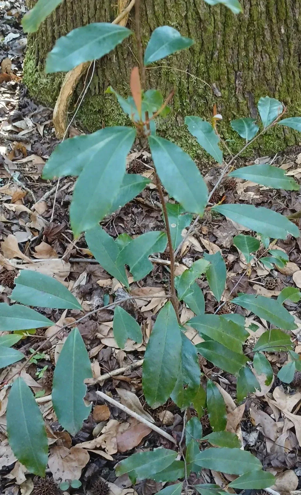 Carolina Cherry Laurel Plant - Evergreen Prunus caroliniana, Hardy Zones 7-10, Wild-Dug