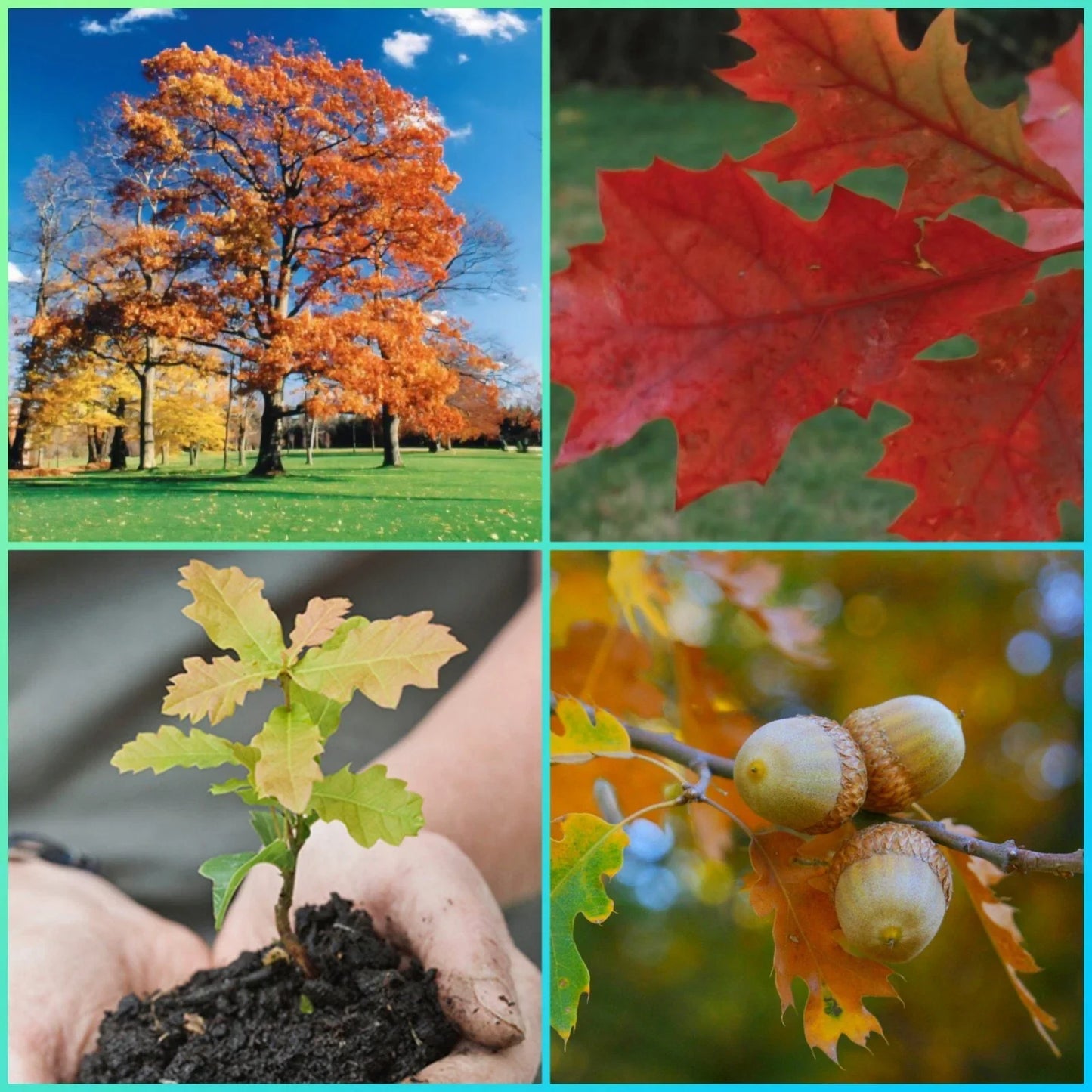 Northern Red Oak Tree Seedlings - 2 Healthy Quercus rubra Saplings