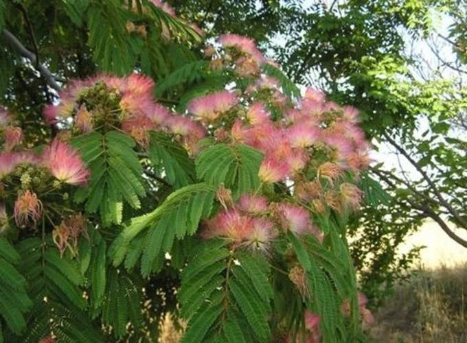 Mimosa Silk Tree Seeds - Albizia julibrissin - Fast-Growing, Hardy, Showy Pink Blooms, Fragrant, 30 Count