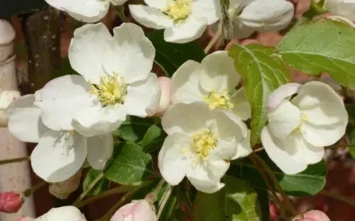 Wedding Bouquet Crabapple Seeds - 25+ Malus 'Wedding Bouquet' for Garden Planting, Landscape, Floral Arrangements