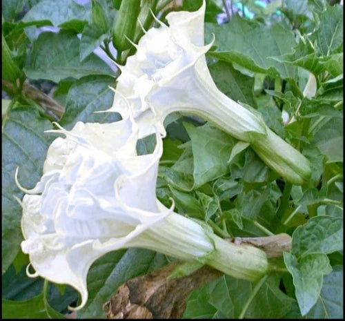 Pearl White Angel Trumpet Seeds – Brugmansia spp. – Flower Seeds for Garden, Container, or Landscape, USA Grown