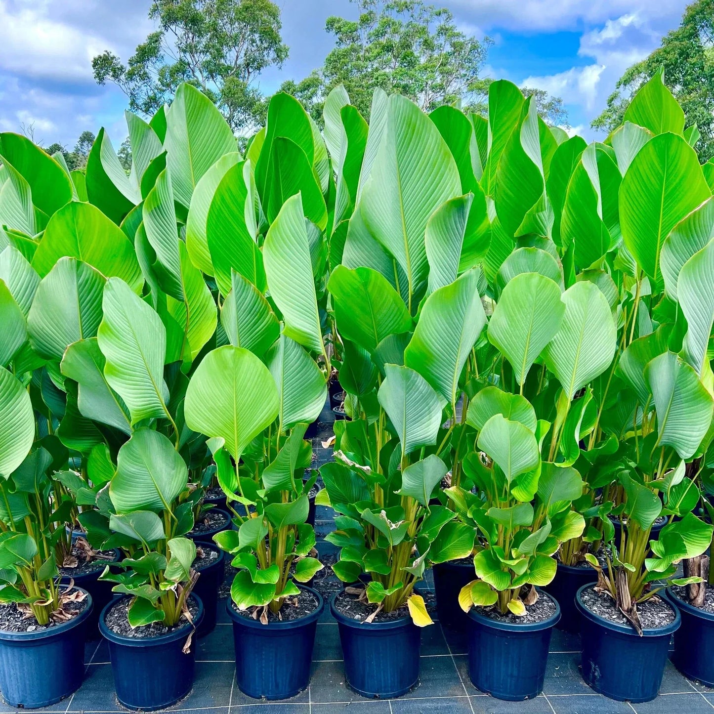 Cigar Calathea Seeds - 25+ Pack for Garden Planting - Calathea 'Cigar' - Indoor & Outdoor Gardening