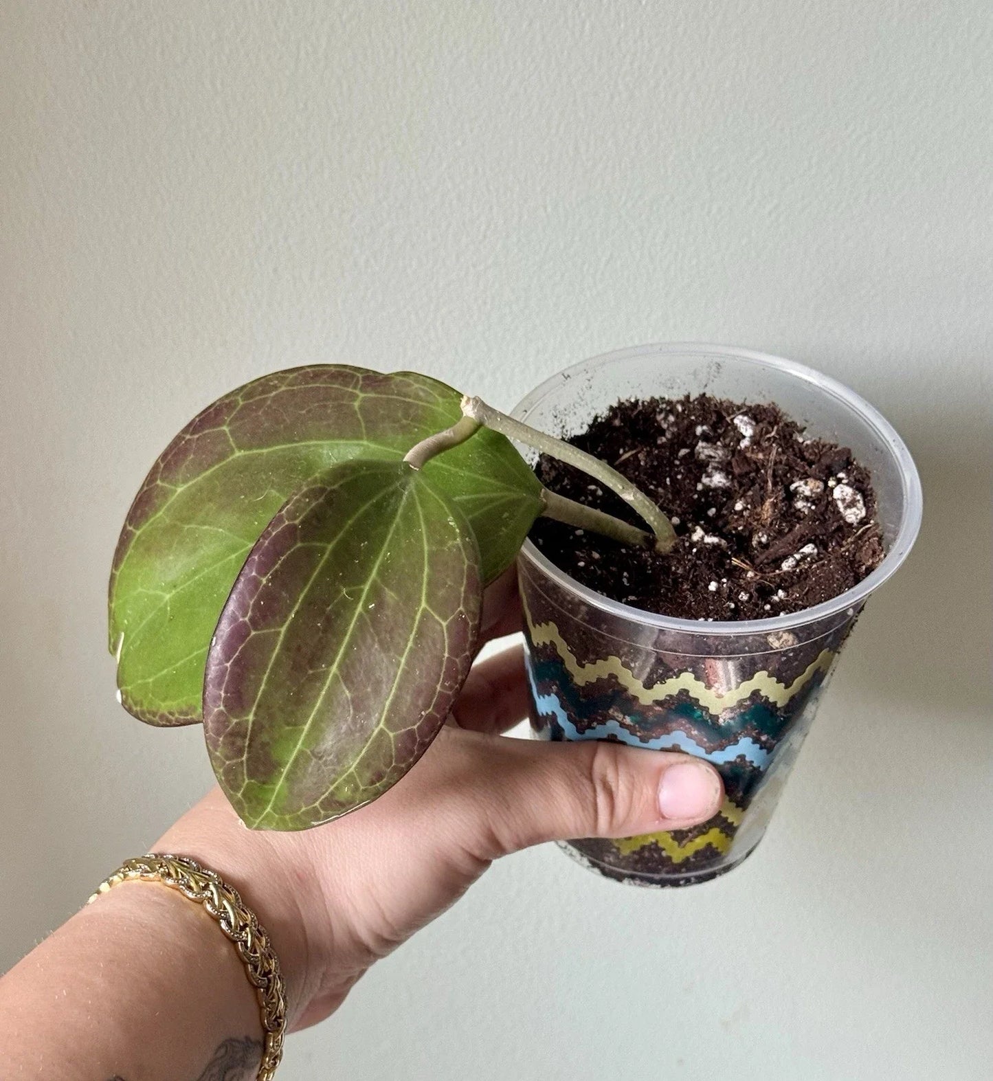 Hoya Quinquenervia Rooted Cutting – Sunstressed Foliage, Indoor Houseplant, Trailing Vining, Easy Care, 4-Inch Pot