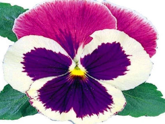 Pansy Seeds - Large Blue Blooms - Viola x wittrockiana - 50 Seeds for Borders, Containers & Pollinator Gardens