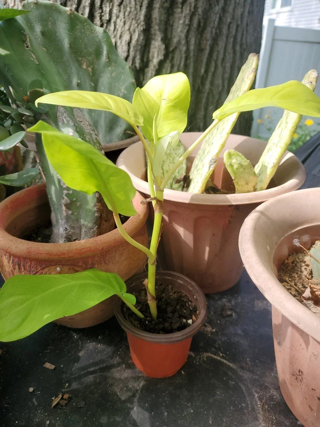 Live Large 10" Philodendron Thai Golden Goddess Plant - Rare Tropical Indoor Houseplant