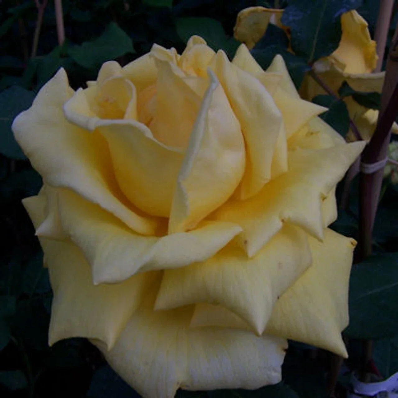 Climbing Rose 'Royal Gold' 2-Year-Old - Ever-Blooming Yellow Rosa Plant