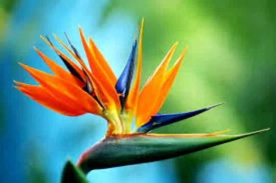 Bird of Paradise Seeds - 5 Strelitzia Reginae Tropical Plant Seeds