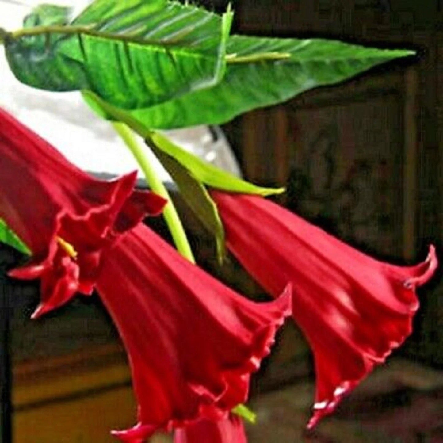 Candy Red Angel Trumpet Seeds - 10 Pack Brugmansia Datura Flowers for Gardening, Vibrant Red Bloom, Attracts Pollinators