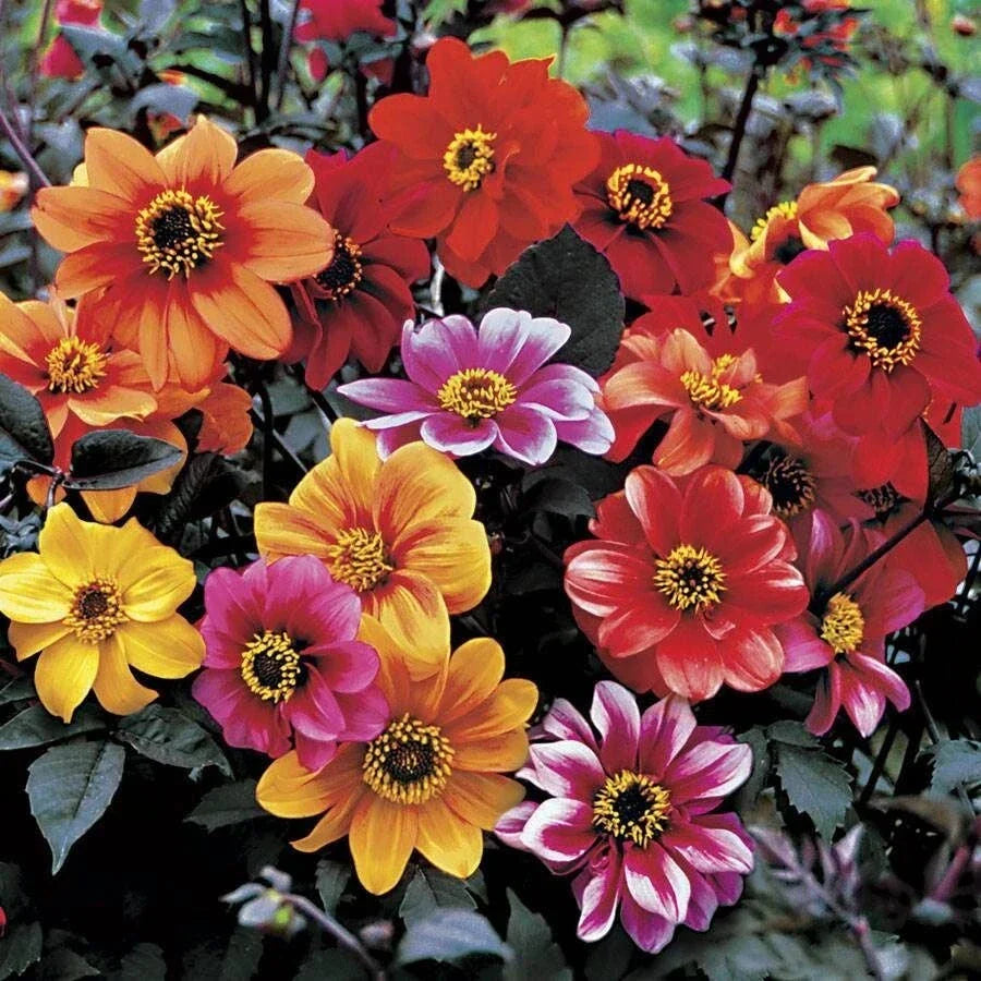 Dahlia Bishop's Children Live Plant - Multicolor Flowers, Easy to Grow Perennial