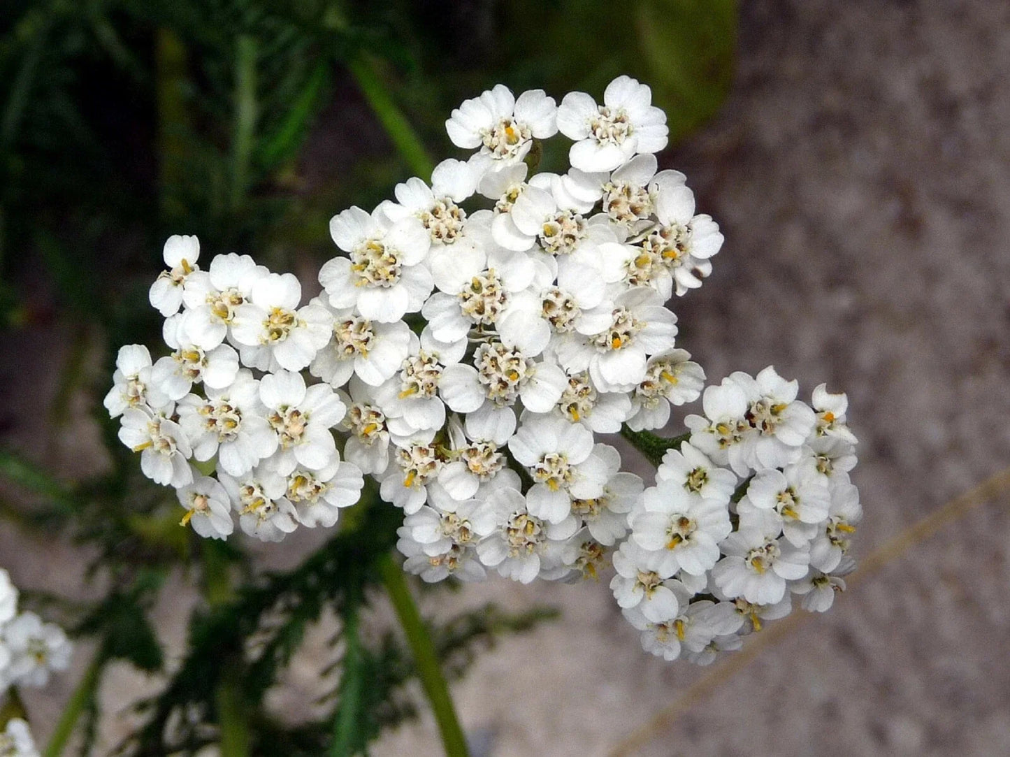 Yarrow Seeds - 2000+ Heirloom Perennial White Flowers Achillea millefolium for Wildflower Gardens & Herbal Remedies