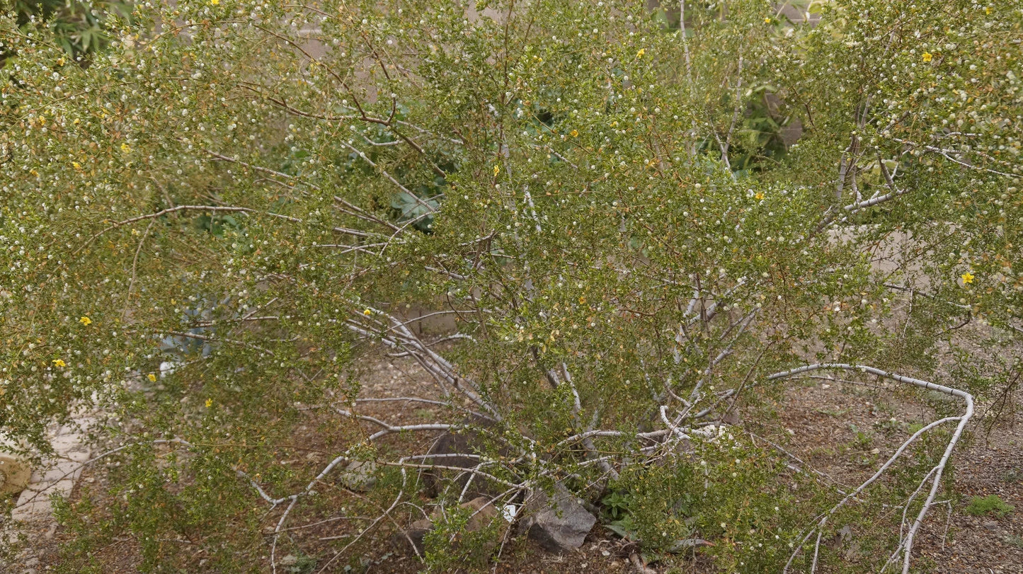Creosote Bush Prostrate Variety Fresh Cuttings - Aromatic, Drought-Tolerant Larrea tridentata