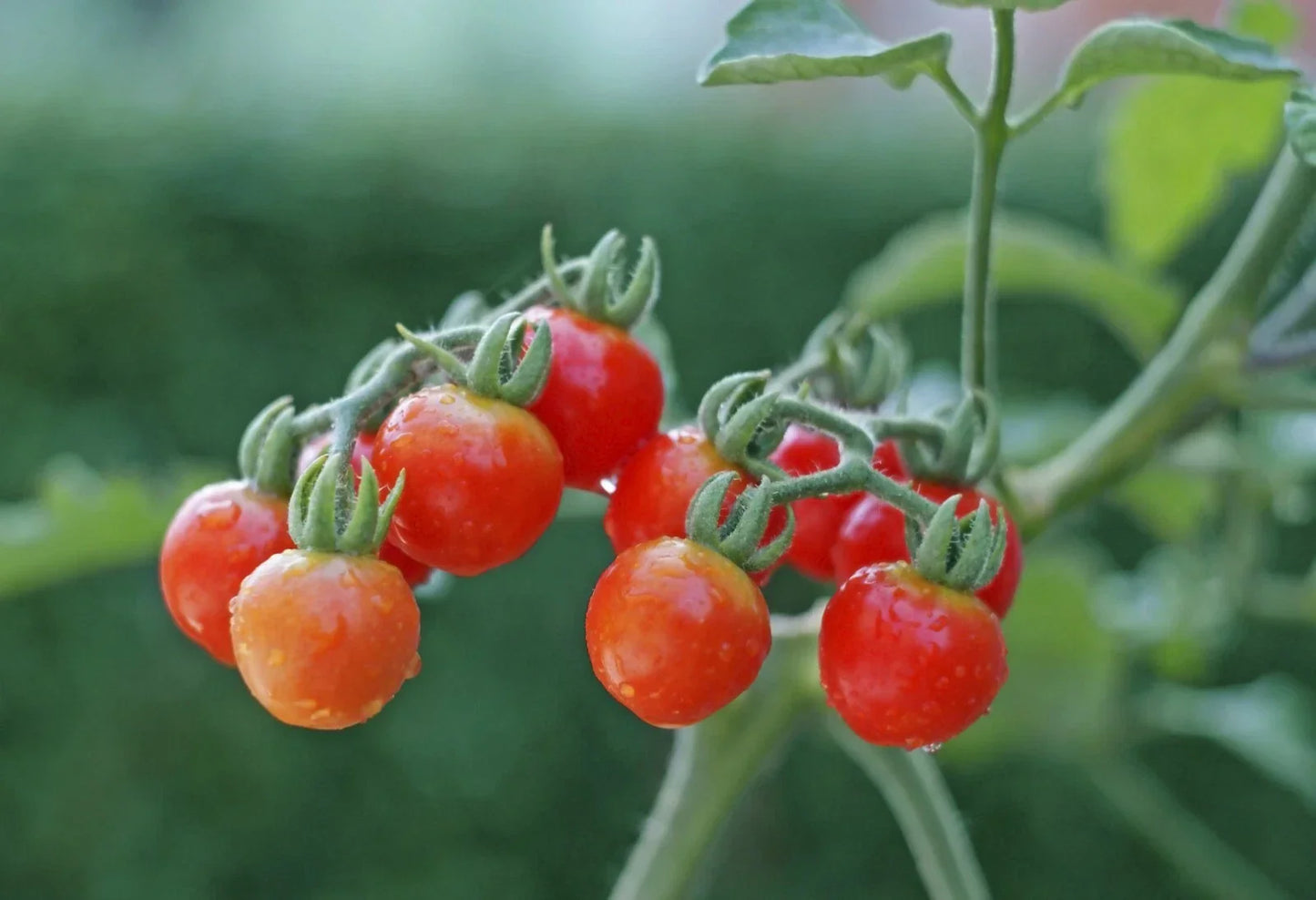 Tiny Tim Cherry Tomato Seeds - 15 Non-GMO Dwarf Seeds for Container Gardening