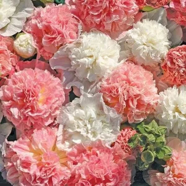 Hollyhock Seeds - 25 Perennial Flower Seeds - Colorful Blooms - Alcea rosea - Cottage Garden, Border Plant, Cut Flower