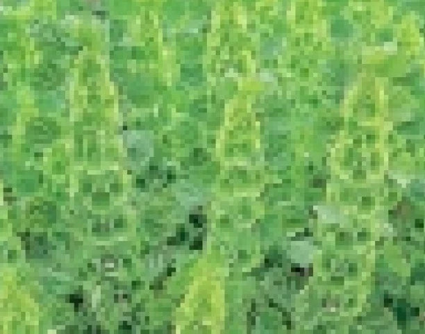 Belles of Ireland Seeds - 75 Fresh Molucella laevis White Green Blooms for Borders & Cut Flowers