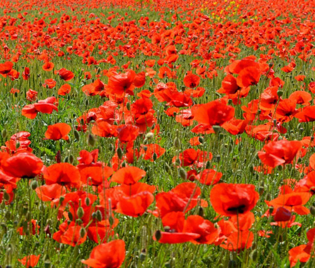 2340 American Legion Red Poppy Seeds - Papaver rhoeas - GroCo USA