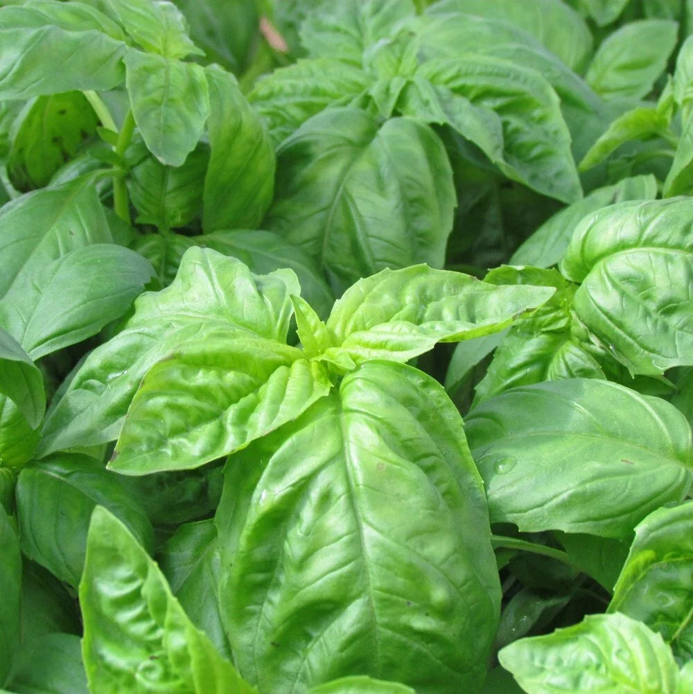 Italian Basil Seeds - Non-GMO Heirloom Culinary Herb for Fresh Garden - Ocimum basilicum
