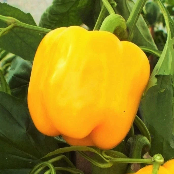 Golden Cal Wonder Bell Pepper Seeds - Yellow Sweet Capsicum annuum - Over 100 Non-GMO Heirloom Seeds for Home Garden & Container Planting