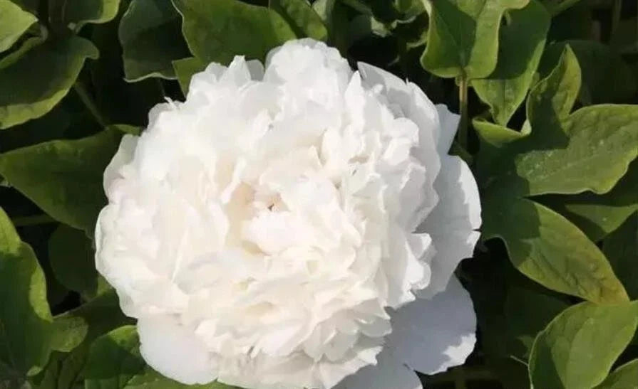 10pc Peony Seeds - Paeonia Lactiflora Garden Flower Seeds for Landscaping & Borders, Exotic Bloom, USA Seller