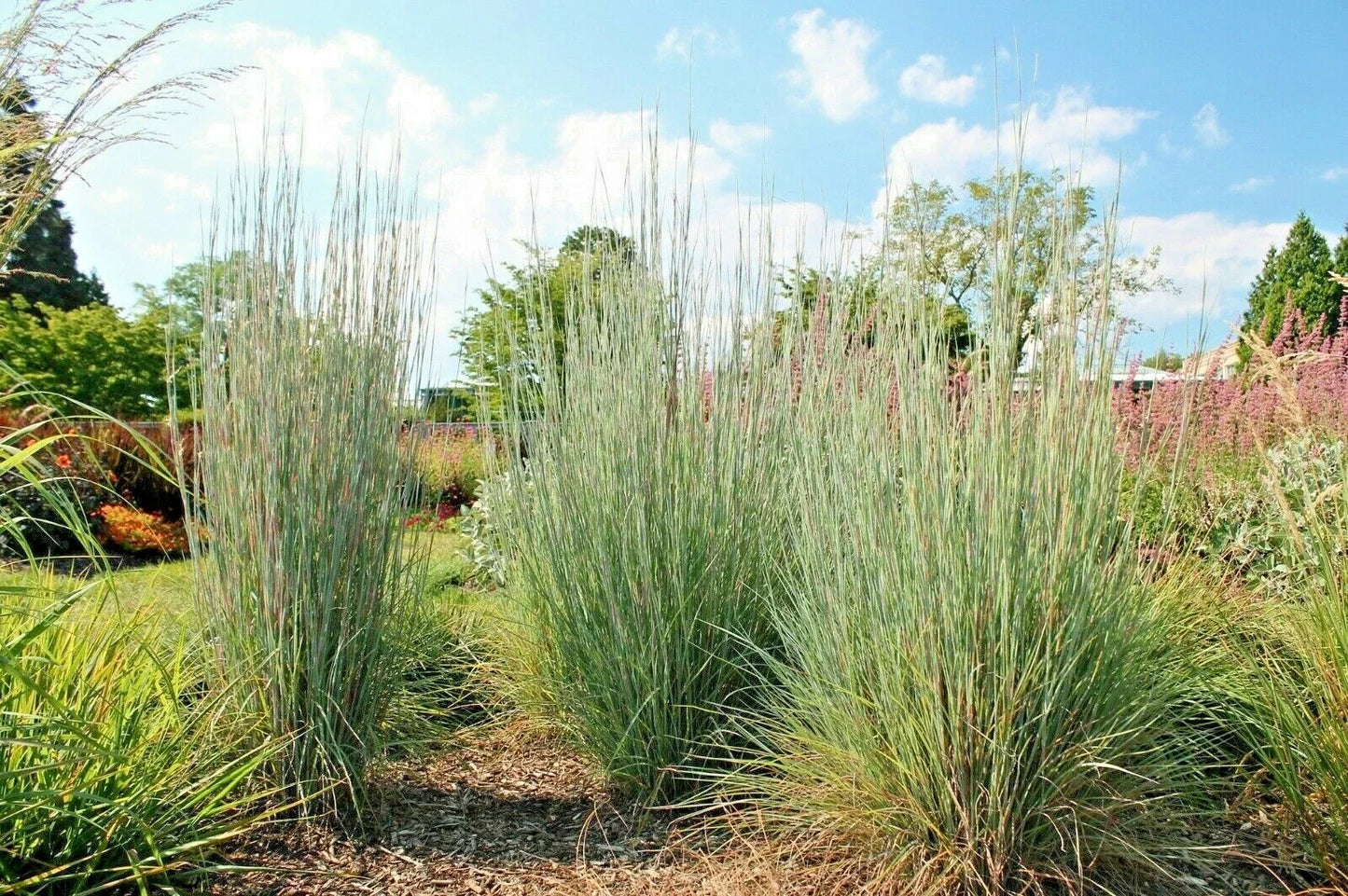 Big Bluestem Seeds - Native Tall Grass Prairie, Ornamental Drought & Heat Tolerant, Andropogon gerardii