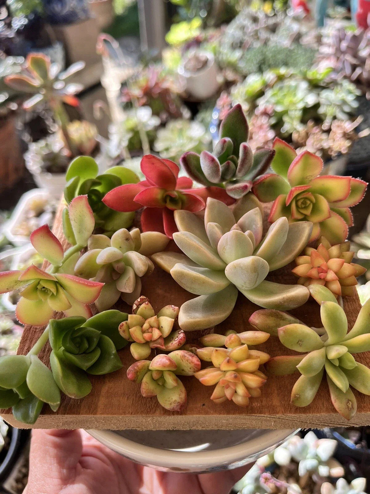 Succulent Cuttings Mixed Selection Box – Over 30 Assorted Varieties for Propagation and Home Decor