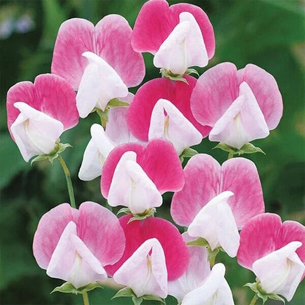 Painted Lady Sweet Pea Seeds - Pack of 200, Fragrant Climbing Flowers, Lathyrus odoratus, Colorful Garden Vines for Trellises and Cut Flowers