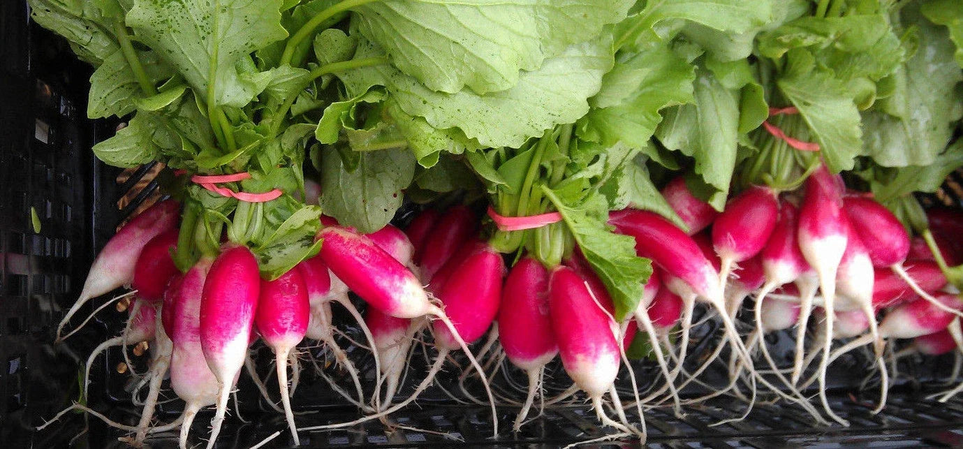 French Breakfast Radish Seeds - Heirloom Raphanus sativus, 100 Packets for Organic Gardening & Container Growing