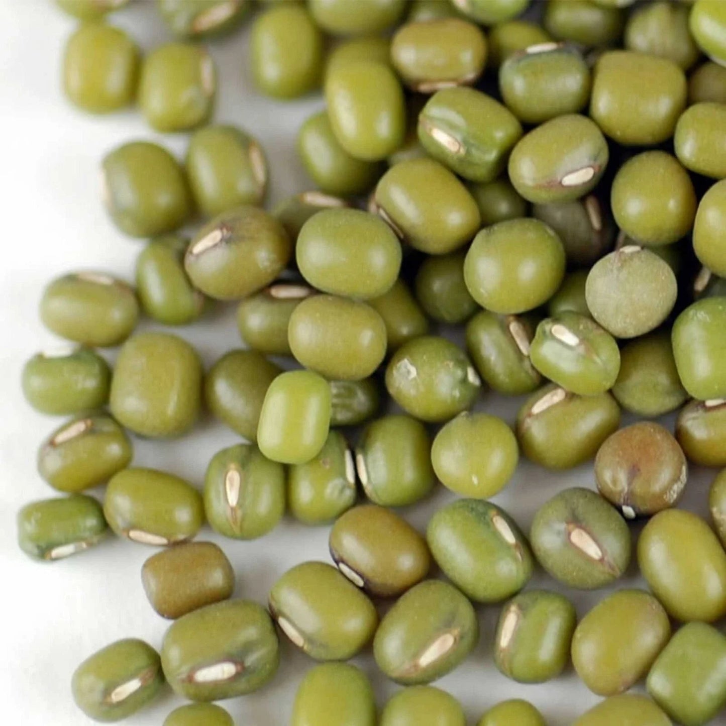 Mung Bean Seeds Non-GMO Asian Vegetable Vigna radiata Pack of 100 for Sprouting, Gardening & Cooking