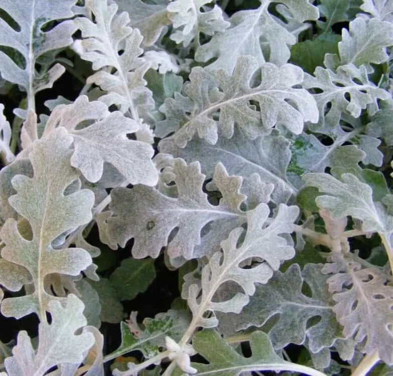 Dusty Miller Seeds - 100 Seeds of Senecio Cineraria with Silver Foliage