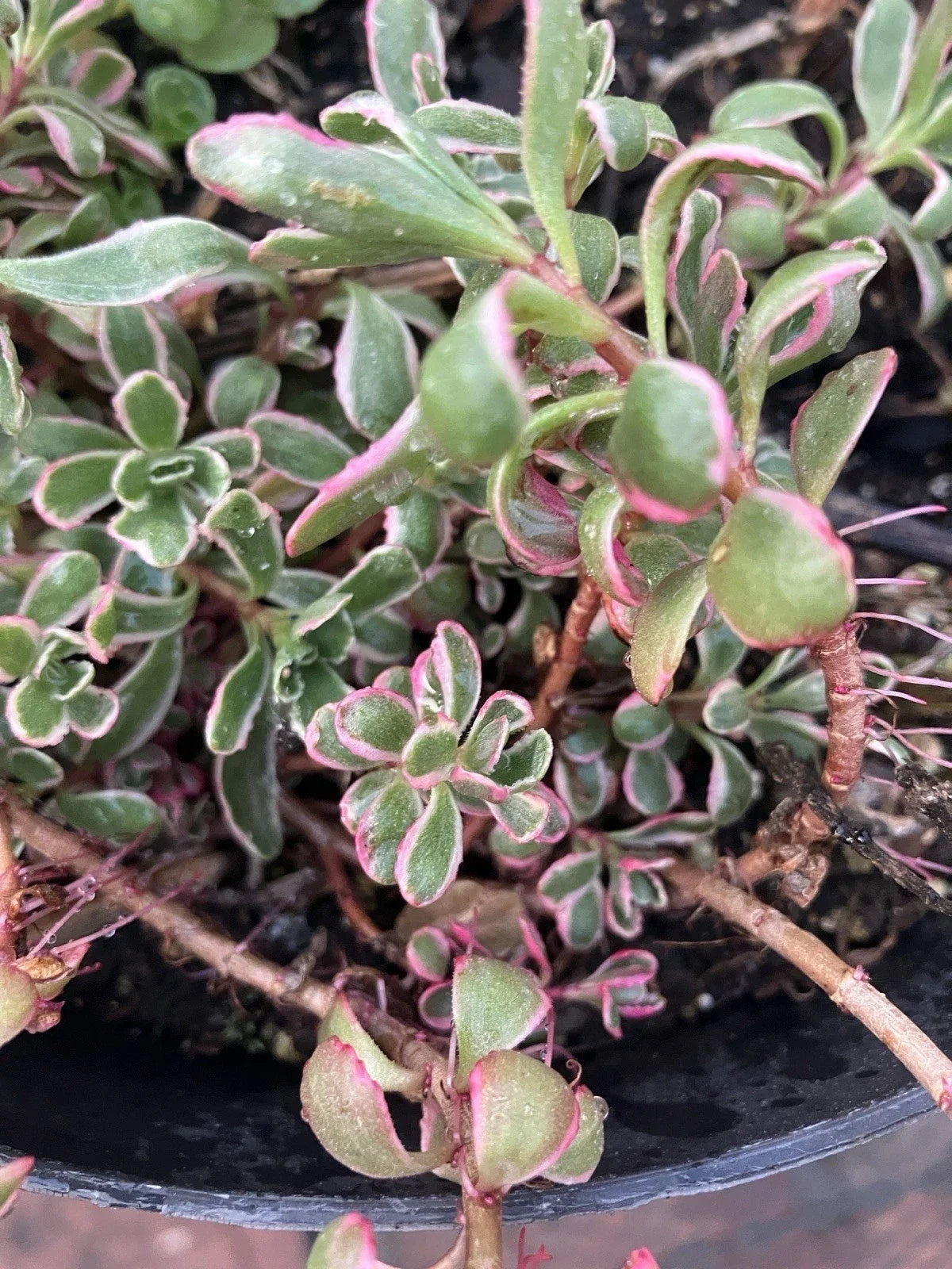 Sedum Spathulifolium 'Tricolor' - Six Rooted Variegated Foliage Plants for Gardens and Containers