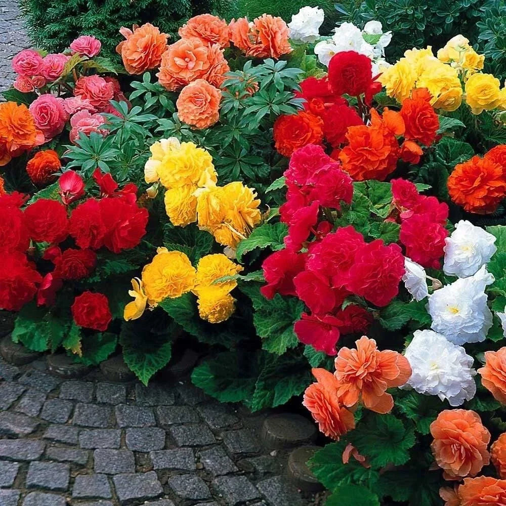 Begonia Flower Bulb Mix - 10 Bulbs - Colorful Varieties for Garden & Containers - Begonia spp.