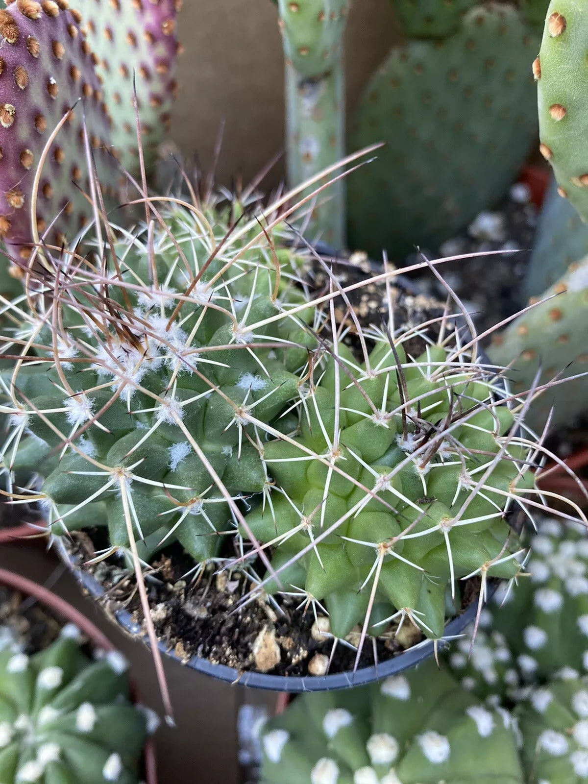 Mammillaria Polythele Durispina Cactus in 3 Inch Nursery Pot | Succulent Desert Plant