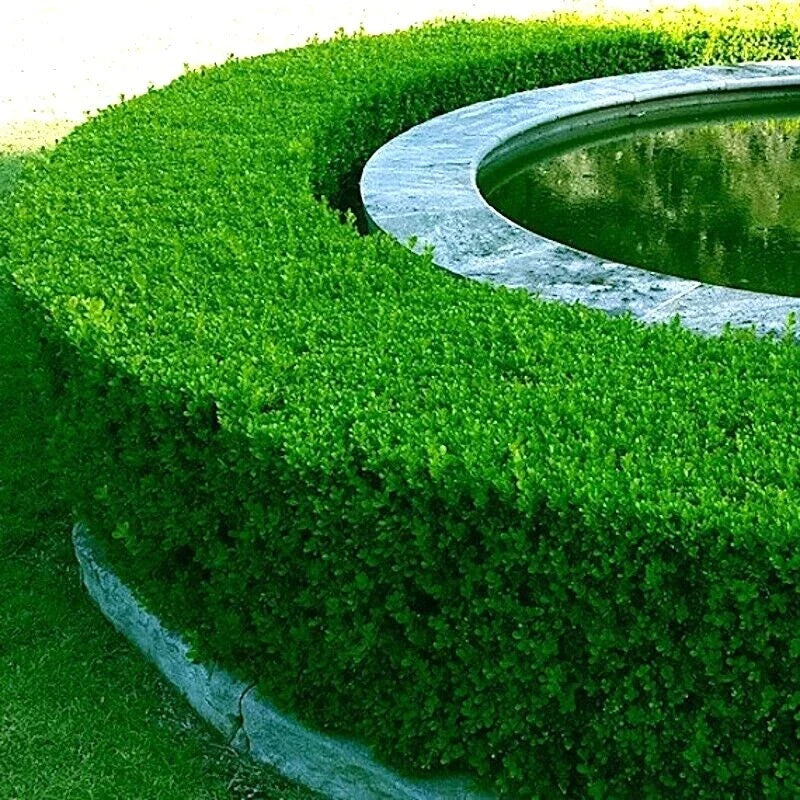 Boxwood Tree Seeds - Buxus sempervirens - Evergreen Shrub for Landscaping & Hedges - Hardy Garden Seeds
