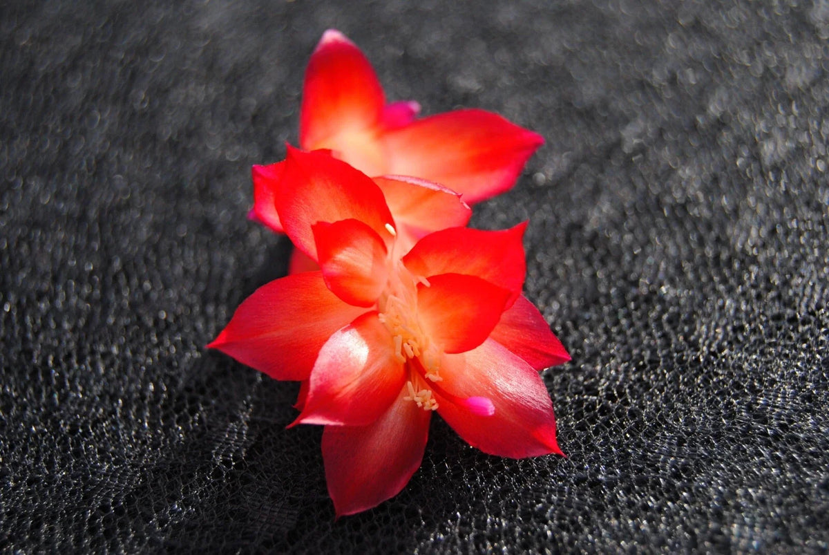 Christmas Cactus Starter Plant – Small Healthy Schlumbergera Truncata Vista Sun Variety – Well Rooted for Easy Growth