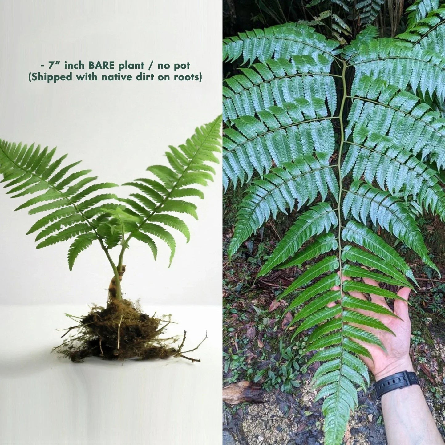 Rare Live 7" Cyathea borinquena Tree Fern - Exotic Tropical Indoor Outdoor Plant